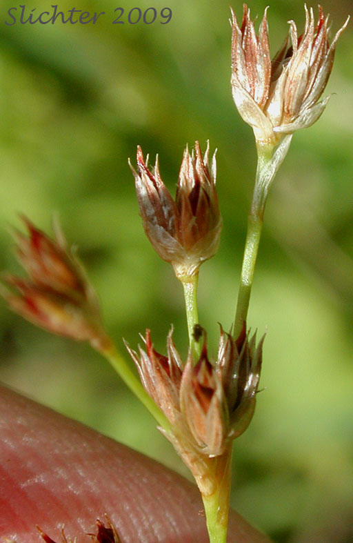 Floral spikes of Pointed Rush: Juncus oxymeris (Synonym: Juncus acutiflorus)