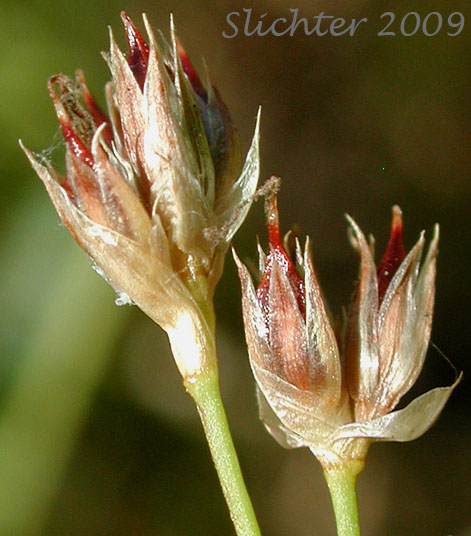 Floral spikes of Pointed Rush: Juncus oxymeris (Synonym: Juncus acutiflorus)