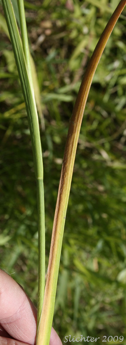 Leaf attachment to stem of Pointed Rush: Juncus oxymeris (Synonym: Juncus acutiflorus)