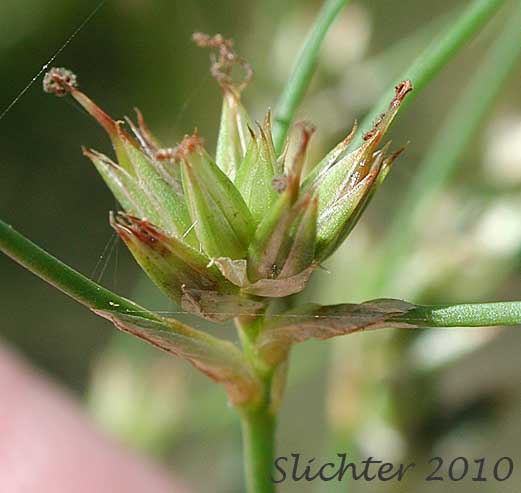 Flower cluster of Pointed Rush: Juncus oxymeris (Synonym: Juncus acutiflorus)