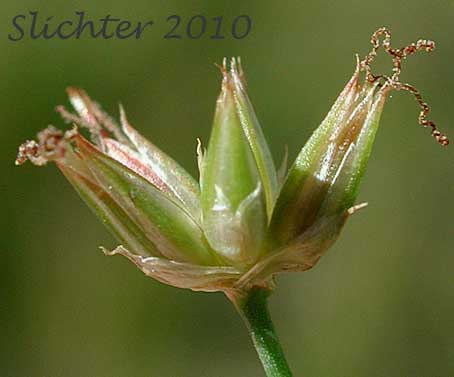 Flower cluster of Pointed Rush: Juncus oxymeris (Synonym: Juncus acutiflorus)