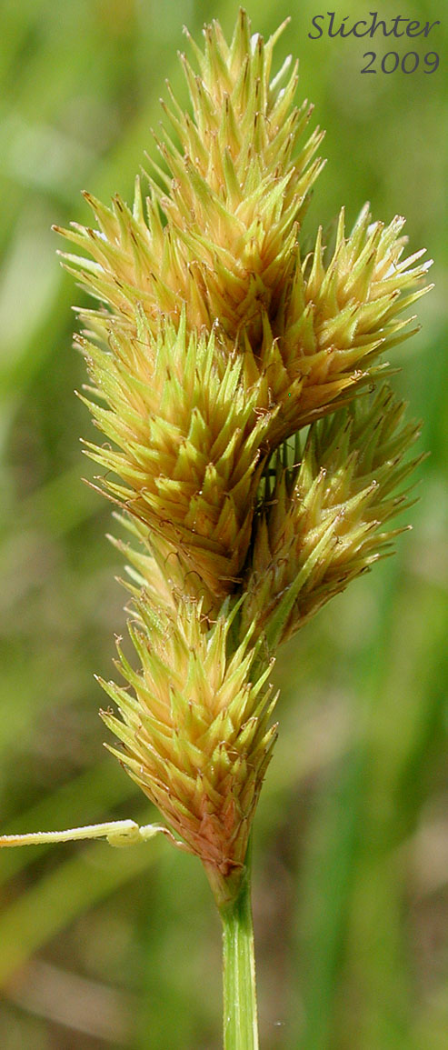 Inflorescence of Greensheathed Sedge, Green-sheath Sedge: Carex feta (Synonym: Carex straminea var. mixta)