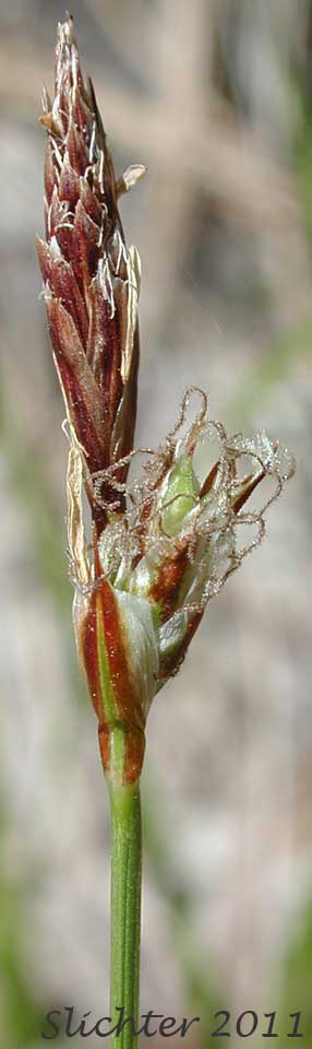 Close-up of the inflorescence of Elk Sedge, Geyer's Sedge: Carex geyeri