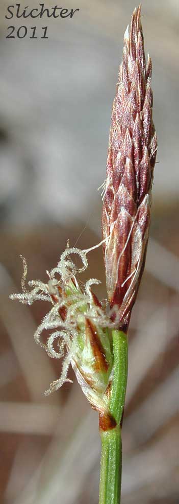 Close-up of the inflorescence of Elk Sedge, Geyer's Sedge: Carex geyeri