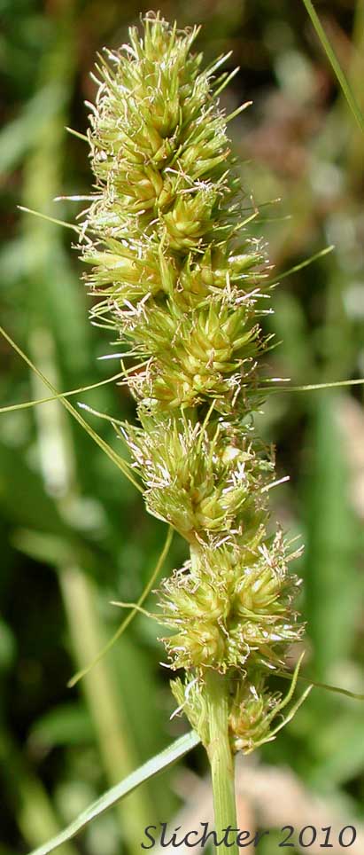 Inflorescence of Awl-fruit Sedge, Sawbeak Sedge: Carex stipata var. stipata