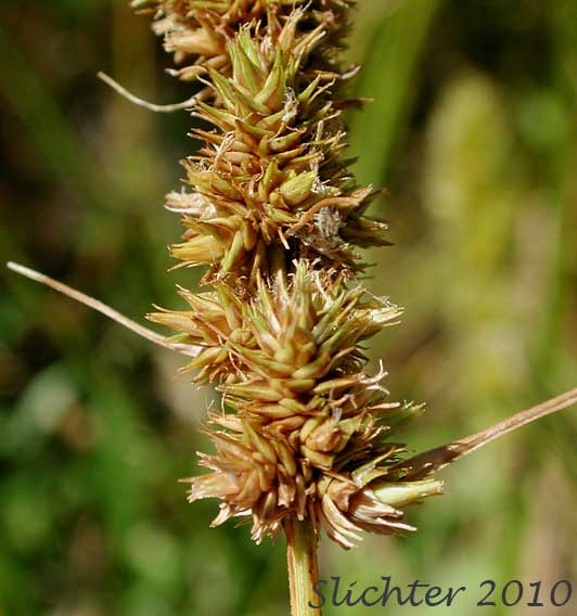 Inflorescence of Awl-fruit Sedge, Sawbeak Sedge: Carex stipata var. stipata