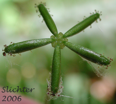 Fruit of Pathfinder, Trailplant: Adenocaulon bicolor