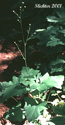 Pathfinder, Trailplant: Adenocaulon bicolor