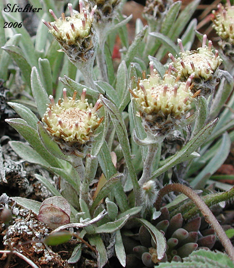 Staminate flower heads of Cushion Pussytoes, Low Pussy-toes, Low Everlasting: Antennaria dimorpha (Synonyms: Antennaria dimorpha var. dimorpha, Antennaria dimorpha var. integra, Antennaria dimorpha var. latisquama, Antennaria dimorpha var. macrocephala, Antennaria dimorpha var. nuttallii, Antennaria latisquama, Antennaria macrocephala, Gnaphalium dimorphum)