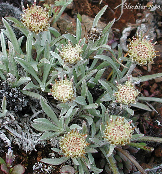 Staminate flower heads of Cushion Pussytoes, Low Pussy-toes, Low Everlasting: Antennaria dimorpha (Synonyms: Antennaria dimorpha var. dimorpha, Antennaria dimorpha var. integra, Antennaria dimorpha var. latisquama, Antennaria dimorpha var. macrocephala, Antennaria dimorpha var. nuttallii, Antennaria latisquama, Antennaria macrocephala, Gnaphalium dimorphum)