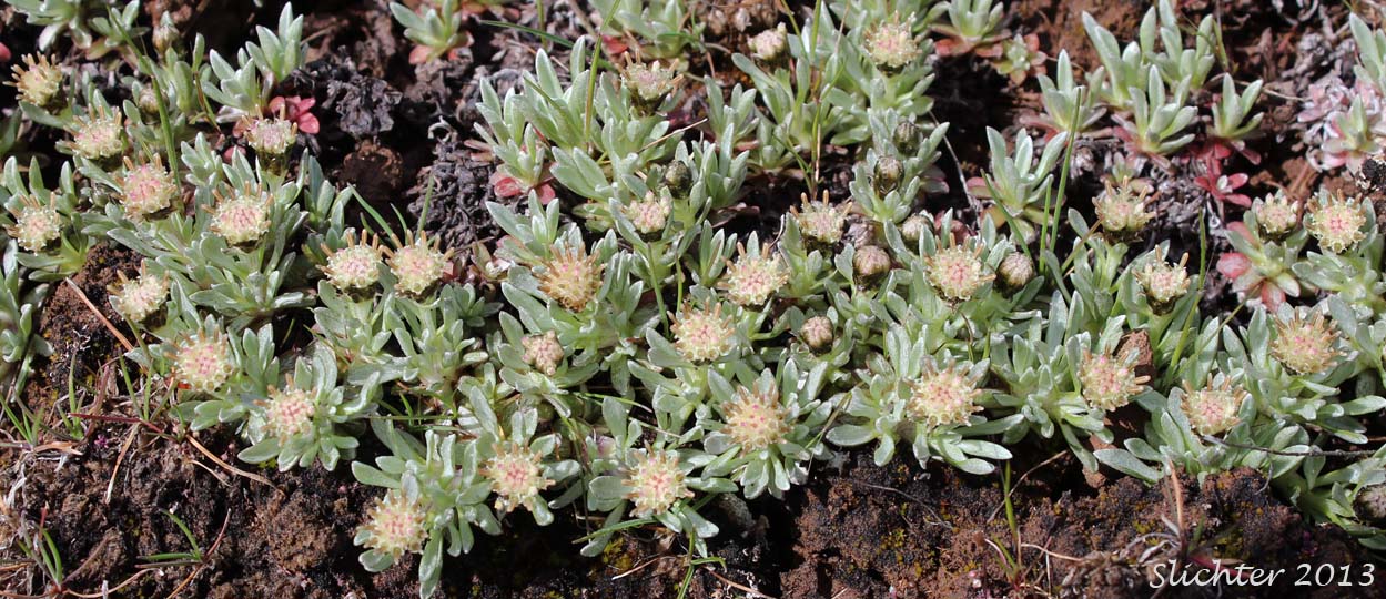 Cushion Pussytoes, Low Pussy-toes, Low Everlasting: Antennaria dimorpha (Synonyms: Antennaria dimorpha var. dimorpha, Antennaria dimorpha var. integra, Antennaria dimorpha var. latisquama, Antennaria dimorpha var. macrocephala, Antennaria dimorpha var. nuttallii, Antennaria latisquama, Antennaria macrocephala, Gnaphalium dimorphum) with staminate flower heads