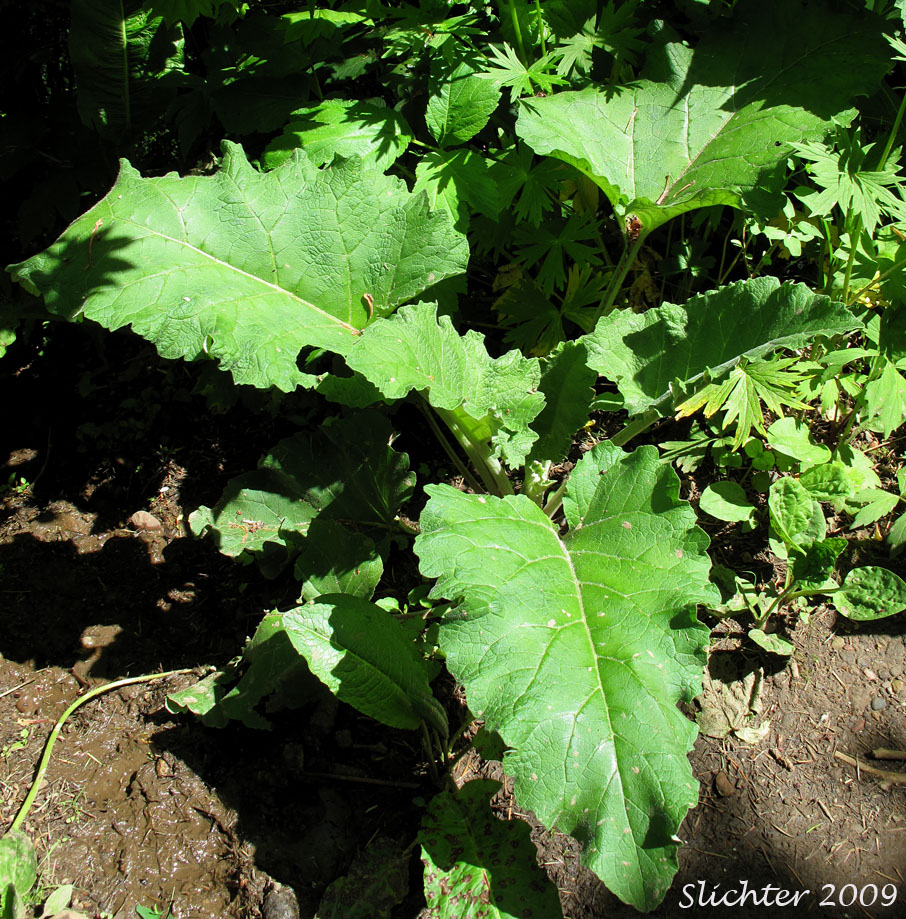 Basal leaves of Common Burdock, Lesser Burdock, Lesser Burrdock: Arctium minus