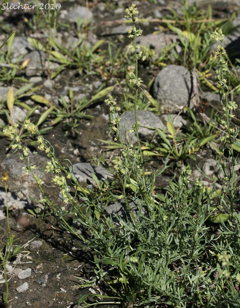Columbia River Sagewort, Columbia River Wormwood, Riverbank Wormwood: Artemisia ludoviciana ssp. lindleyana (Synonyms: Artemisia lindleyana, Artemisia prescottiana)
