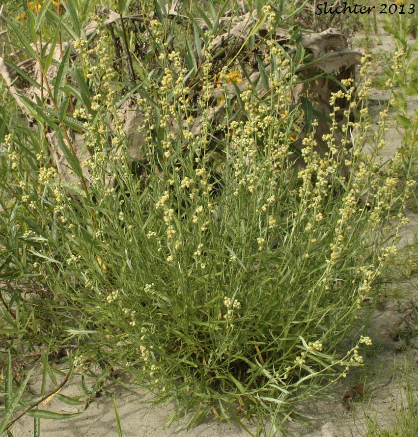 Columbia River Sagewort, Columbia River Wormwood, Riverbank Wormwood: Artemisia ludoviciana ssp. lindleyana (Synonyms: Artemisia lindleyana, Artemisia prescottiana)