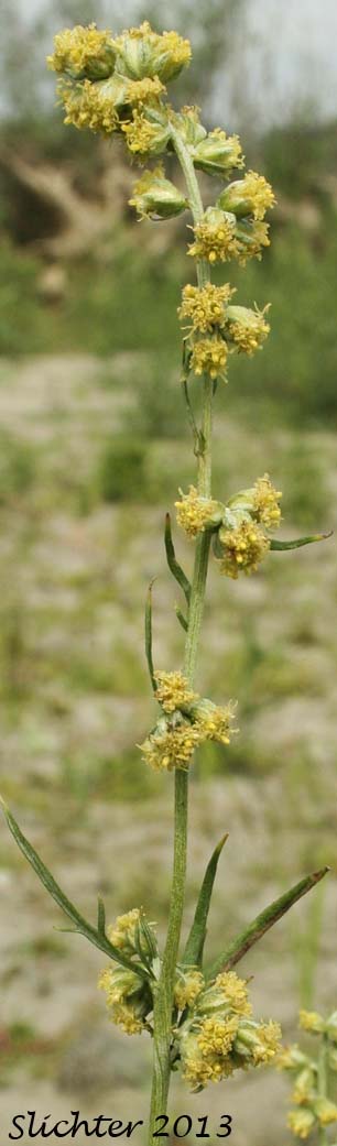 Inflorescence of Columbia River Sagewort, Columbia River Wormwood, Riverbank Wormwood: Artemisia ludoviciana ssp. lindleyana (Synonyms: Artemisia lindleyana, Artemisia prescottiana)