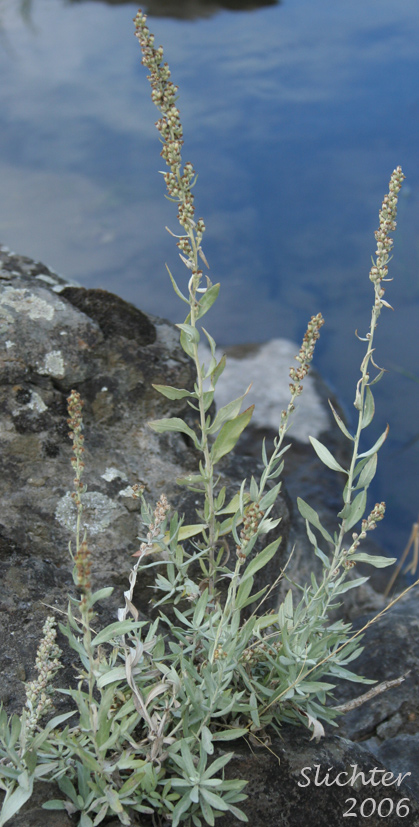 Western Wormwood: Artemisia ludoviciana ssp. ludoviciana