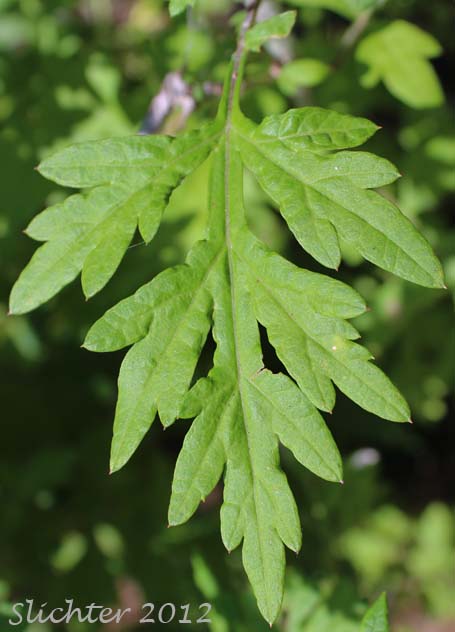 Dorsal leaf surface of Mugwort, Common Wormwood, Lobed Wormwood: Artemisia vulgaris (Synonyms: Artemisia vulgaris var. selengensis, Artemisia vulgaris var. vulgaris)