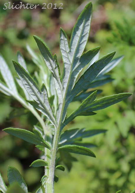 Ventral leaf surface of Mugwort, Common Wormwood, Lobed Wormwood: Artemisia vulgaris (Synonyms: Artemisia vulgaris var. selengensis, Artemisia vulgaris var. vulgaris)