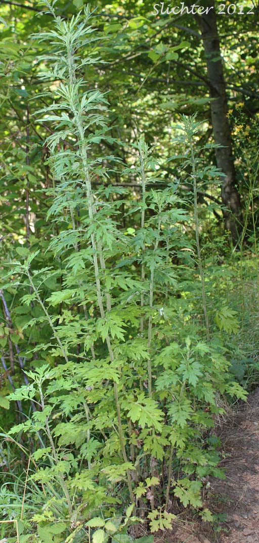 Mugwort, Common Wormwood, Lobed Wormwood: Artemisia vulgaris (Synonyms: Artemisia vulgaris var. selengensis, Artemisia vulgaris var. vulgaris)