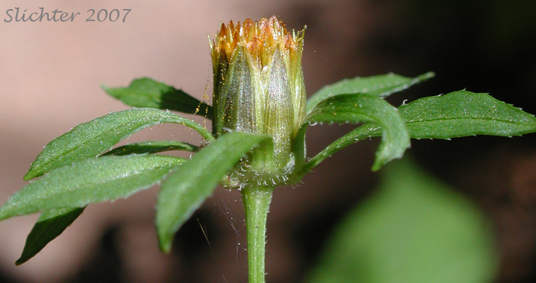 Flower head of Devil's Beggarticks, Leafy Beggarticks, Sticktight, Devil's Pitchfork: Bidens frondosa