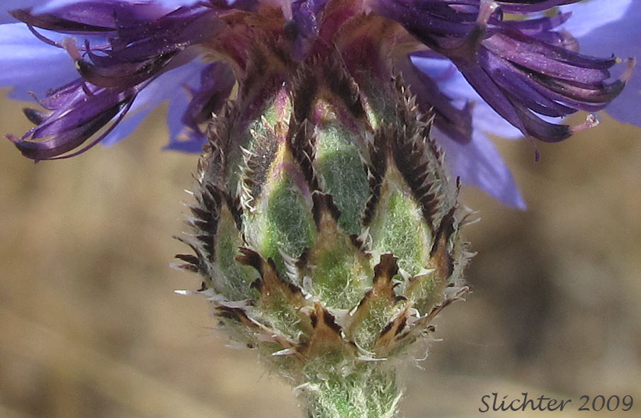 Involucral bracts of Bachelor's Button, Cornflower, Garden Cornflower: Centaurea cyanus