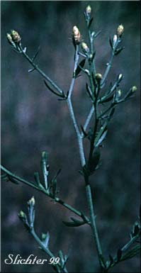 Diffuse Knapweed, Tumble Knapweed, White Knapweed: Centaurea diffusa (Synonym: Acosta diffusa)