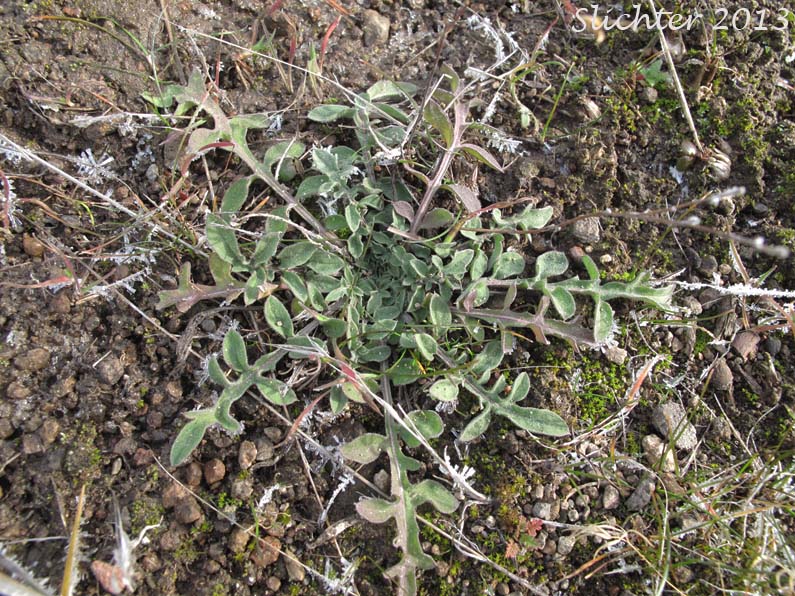 Basal leaves of Diffuse Knapweed, Tumble Knapweed, White Knapweed: Centaurea diffusa (Synonym: Acosta diffusa)
