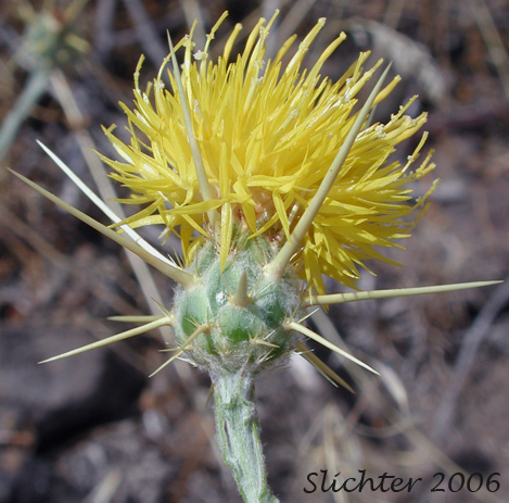 Flower head of St. Barnaby's Thistle, Yellow Star Thistle, Yellow Star-thistle: Centaurea solstitialis