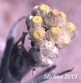 Cotton-batting Plant: Pseudognaphalium stramineum (formerly Gnaphalium stramineum or formerly G. chilense)
