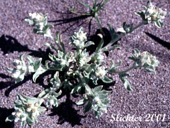 Lowland Cudweed, Western Marsh Cudweed: Gnaphalium palustre (Synonyms: Filaginella palustris, Gnaphalium heteroides, Gnaphalium palustre var. nanum)