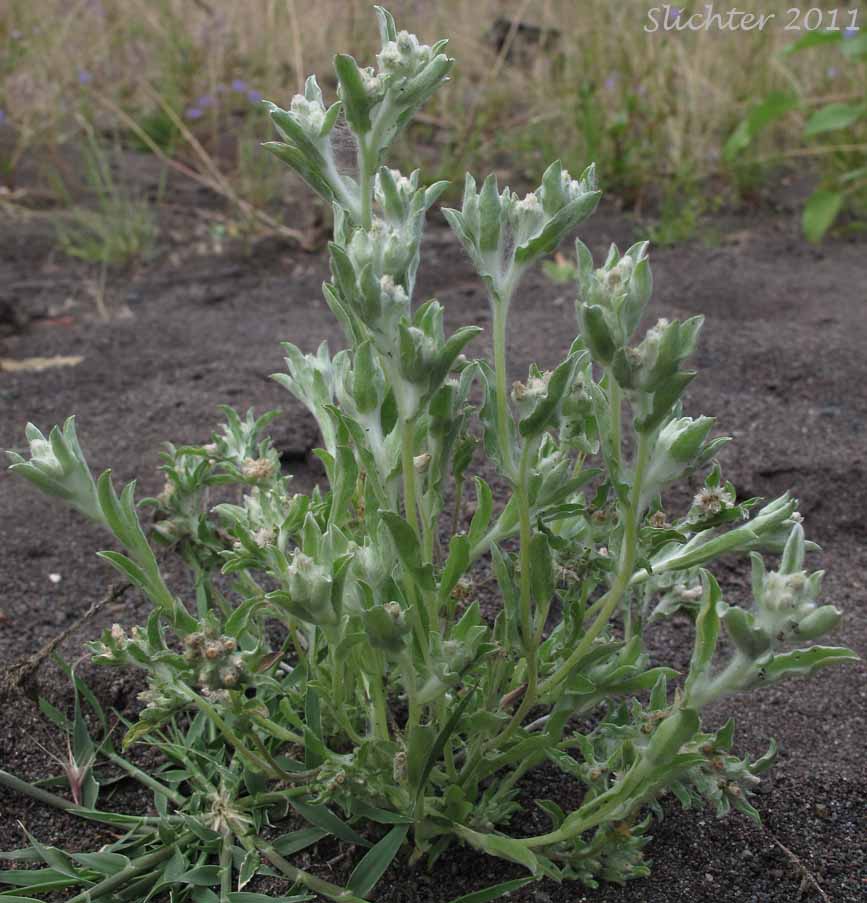 Lowland Cudweed, Western Marsh Cudweed: Gnaphalium palustre (Synonyms: Filaginella palustris, Gnaphalium heteroides, Gnaphalium palustre var. nanum)