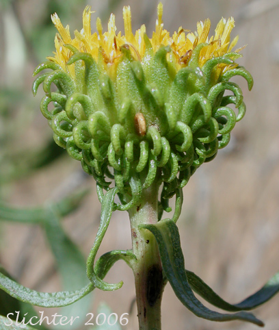 Hooked involucral bracts of Columbia Gumplant, Columbia Gumweed, Columbia River Gumweed: Grindelia nana var. discoidea (Synonyms: Grindelia columbiana, Grindelia columbiana ssp. columbiana