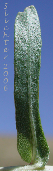 Stem leaf of Columbia Gumplant, Columbia Gumweed, Columbia River Gumweed: Grindelia nana var. discoidea (Synonyms: Grindelia columbiana, Grindelia columbiana ssp. columbiana