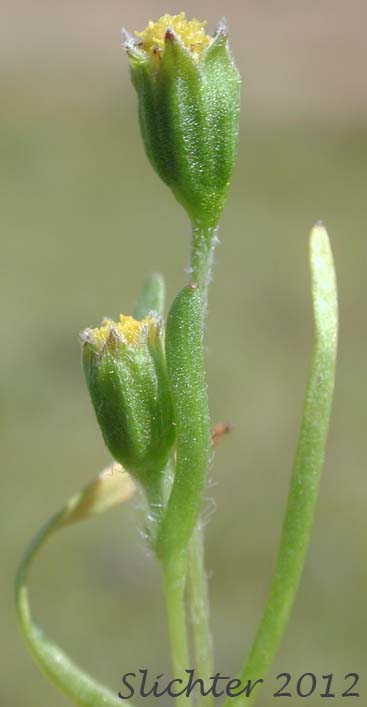 Smooth Goldfields, Smooth Lasthenia: Lasthenia glaberrima