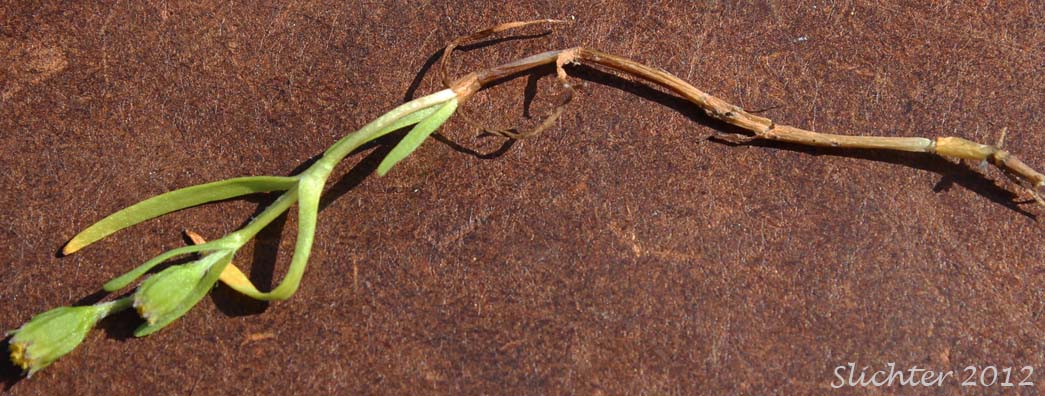 Smooth Goldfields, Smooth Lasthenia: Lasthenia glaberrima