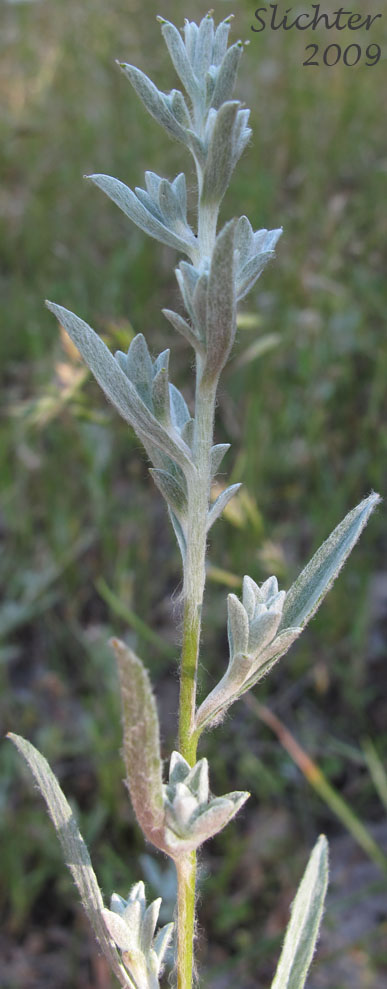 Upper stem leaves of Field Cottonrose, Field Cotton-rose, Field Filago, Cudweed: Logfia arvensis (Synonyms: Filago arvensis, Oglifa arvensis)