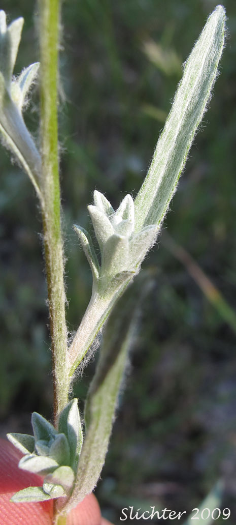 Field Cottonrose, Field Cotton-rose, Field Filago, Cudweed: Logfia arvensis (Synonyms: Filago arvensis, Oglifa arvensis)