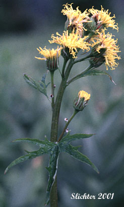 Silvercrown, Silver Crown Luina: Cacaliopsis nardosmia ssp. glabrata (Synonyms: Cacaliopsis nardosmia ssp. glabrata, Cacaliopsis nardosmia var. glabrata, Luina nardosmia var. glabrata)