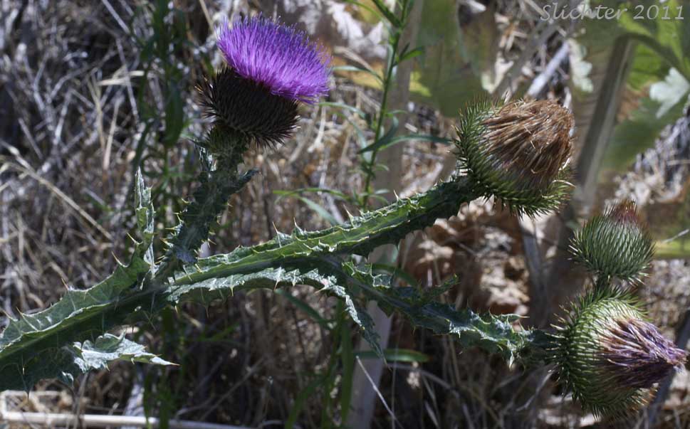 Flower heads and winged stems of Cottonthistle, Cotton Thistle, Scotch Cottonthistle, Scotch Thistle, Scots Thistle: Onopordum acanthium (Synonym: Onopordum acanthium ssp. acanthium)