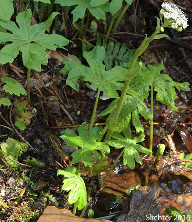 Sweet Coltsfoot: Petasites frigidus var. palmatus (Synonyms: Petasites palmatus, Petasites speciosus)