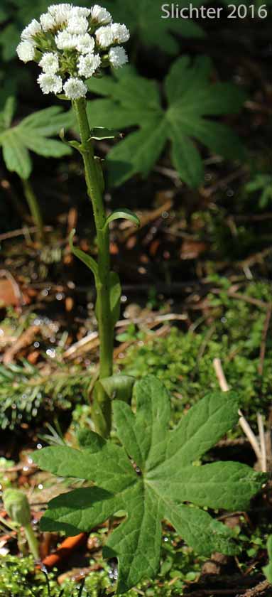 Sweet Coltsfoot: Petasites frigidus var. palmatus (Synonyms: Petasites palmatus, Petasites speciosus)