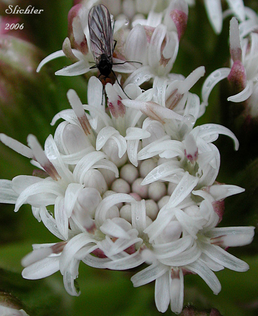 Flower head of Sweet Coltsfoot: Petasites frigidus var. palmatus (Synonyms: Petasites palmatus, Petasites speciosus)