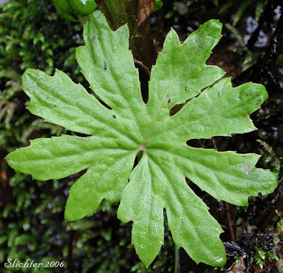 Leaf of Sweet Coltsfoot: Petasites frigidus var. palmatus (Synonyms: Petasites palmatus, Petasites speciosus)