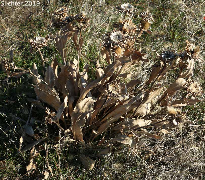 Columbia Goldenweed, Large-flowered Goldenweed, Rayless Goldenweed: Pyrrocoma carthamoides var. carthamoides (Synonyms: Haplopappus carthamoides ssp. carthamoides, Haplopappus carthamoides ssp. rigidus, Haplopappus carthamoides var. carthamoides)