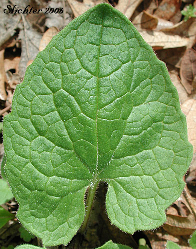 Cordate-shaped leaf of Heart-leaf Arnica, Heart-leaf Leopardbane: Arnica cordifolia (Synonyms: Arnica cordifolia var. cordifolia, Arnica cordifolia var. pumila)