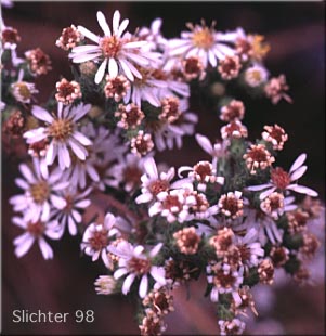 Bracted Aster, Eaton's Aster, Oregon Aster: Symphyotricum bracteolatum (Synonyms: Aster eatonii, Symphyotrichum eatonii)