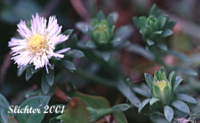 Alkali Aster, Short-rayed Alkali Aster, Short-rayed Aster: Symphyotrichum frondosum (Synonyms: Aster frondosus, Brachyactis frondosa)