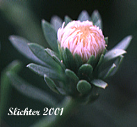 Alkali Aster, Short-rayed Alkali Aster, Short-rayed Aster: Symphyotrichum frondosum (Synonyms: Aster frondosus, Brachyactis frondosa)