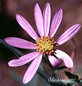 Flower head of Klickitat Aster: Eucephalus glaucescens (Synonyms: Aster engelmannii var. glaucescens, Aster glaucescens)