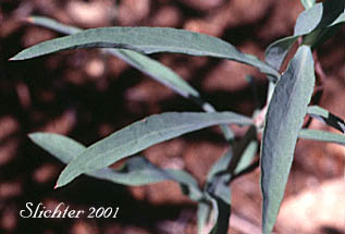 Stem leaves of Klickitat Aster: Eucephalus glaucescens (Synonyms: Aster engelmannii var. glaucescens, Aster glaucescens)